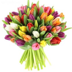 51 разноцветный тюльпан
